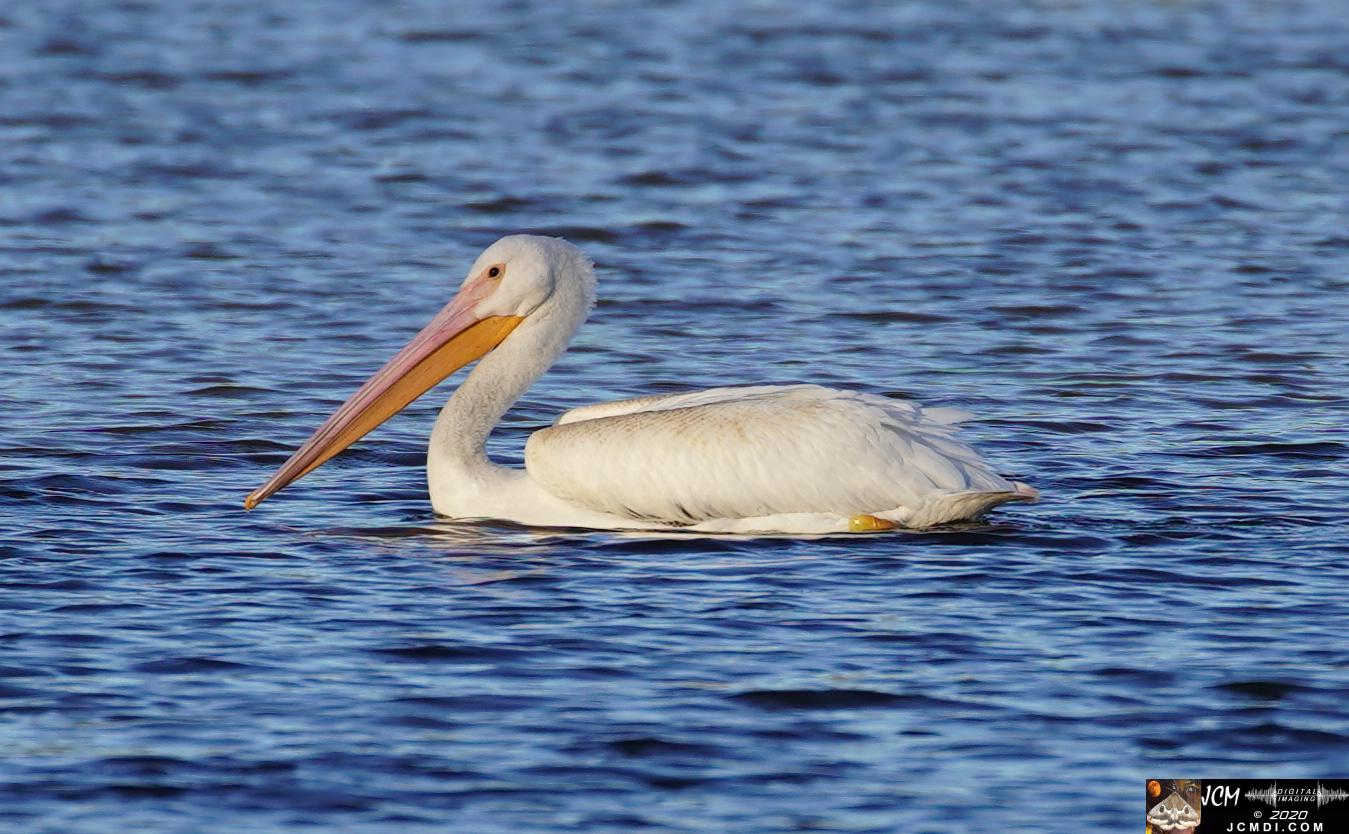 20201030 Old Hickory Lake TN Pelicans
